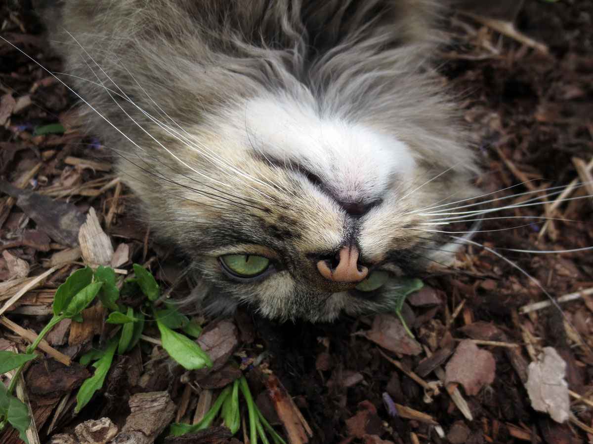 Pacer a cat by Susan Fluegel